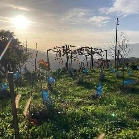 Appartamento Di Vacanza Tra I Vigneti Ponte Cremenaga Extérieur photo