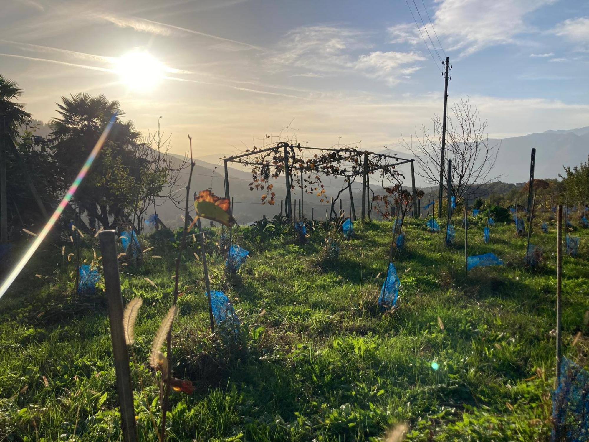 Appartamento Di Vacanza Tra I Vigneti Ponte Cremenaga Extérieur photo