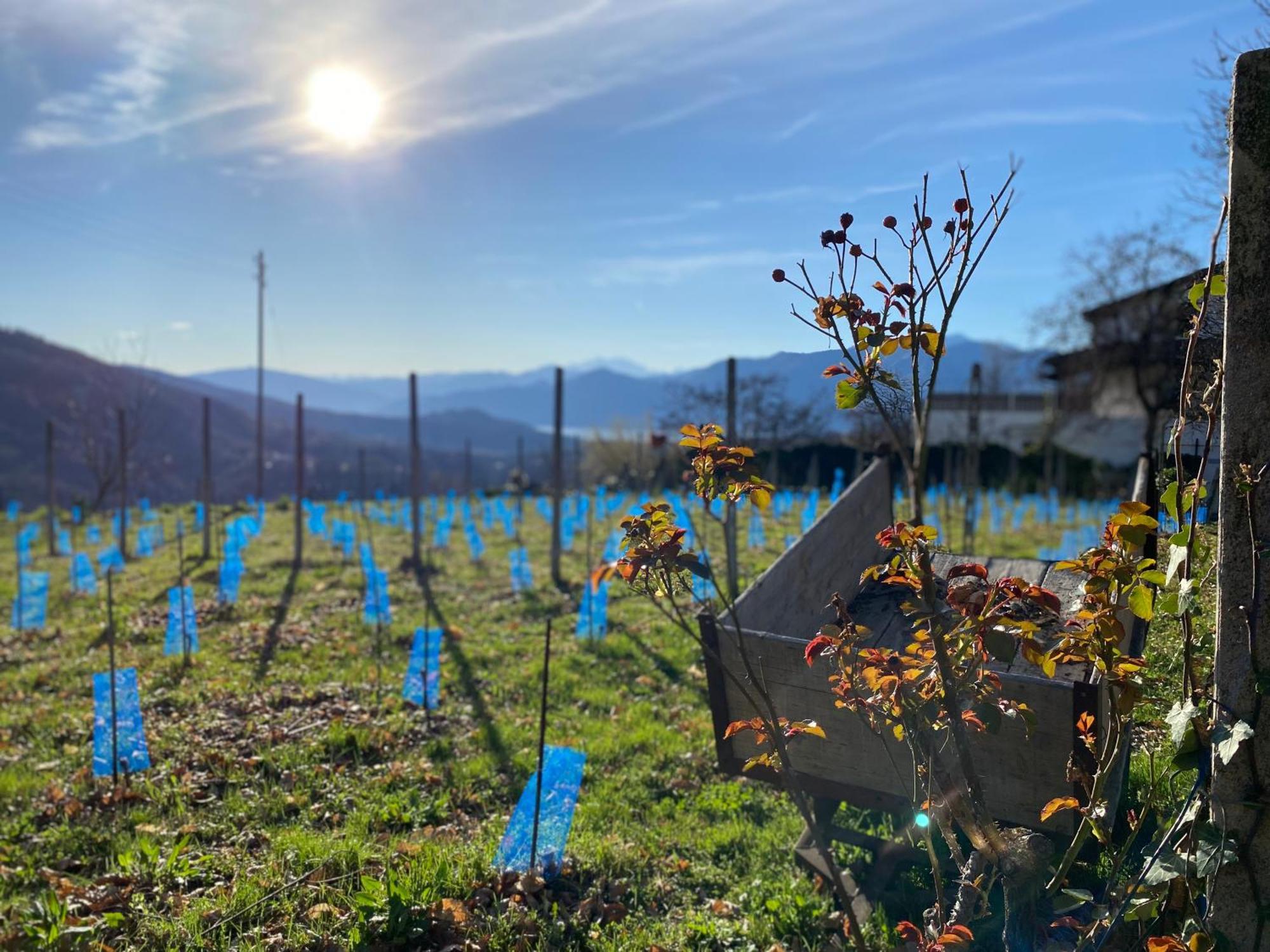 Appartamento Di Vacanza Tra I Vigneti Ponte Cremenaga Extérieur photo