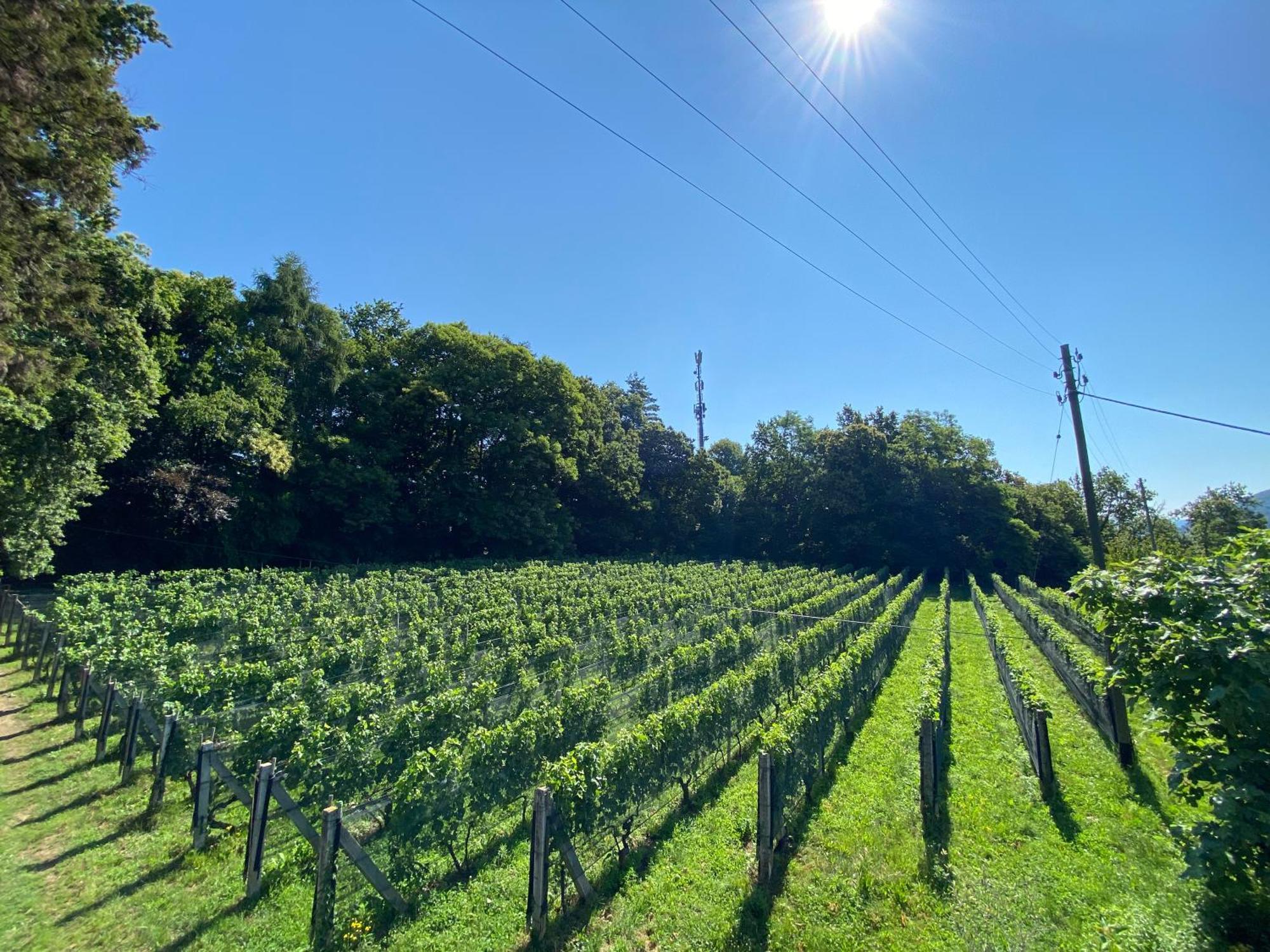 Appartamento Di Vacanza Tra I Vigneti Ponte Cremenaga Extérieur photo